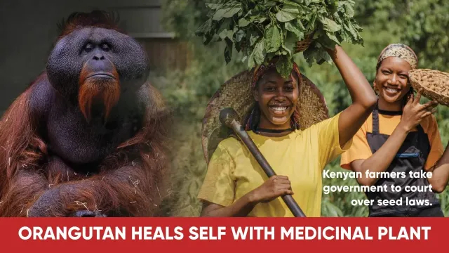 Punitive Seed Laws: Kenyan Farmers Sue Government To Court #food #indigenousseeds #africa