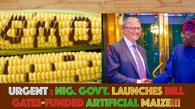 URGENT : Nig. Govt. Launches Bill Gates - Funded Artificial Maize